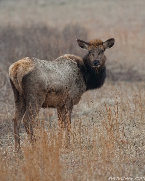 Cow Elk-2691 Image Detail